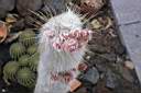 CLEISTOCACTUS STRAUSSII_FIORI.jpg
